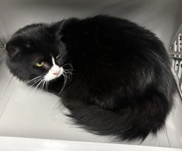 An adult small-sized female Domestic Medium Hair cat named If for adoption in Lawrenceville, GA