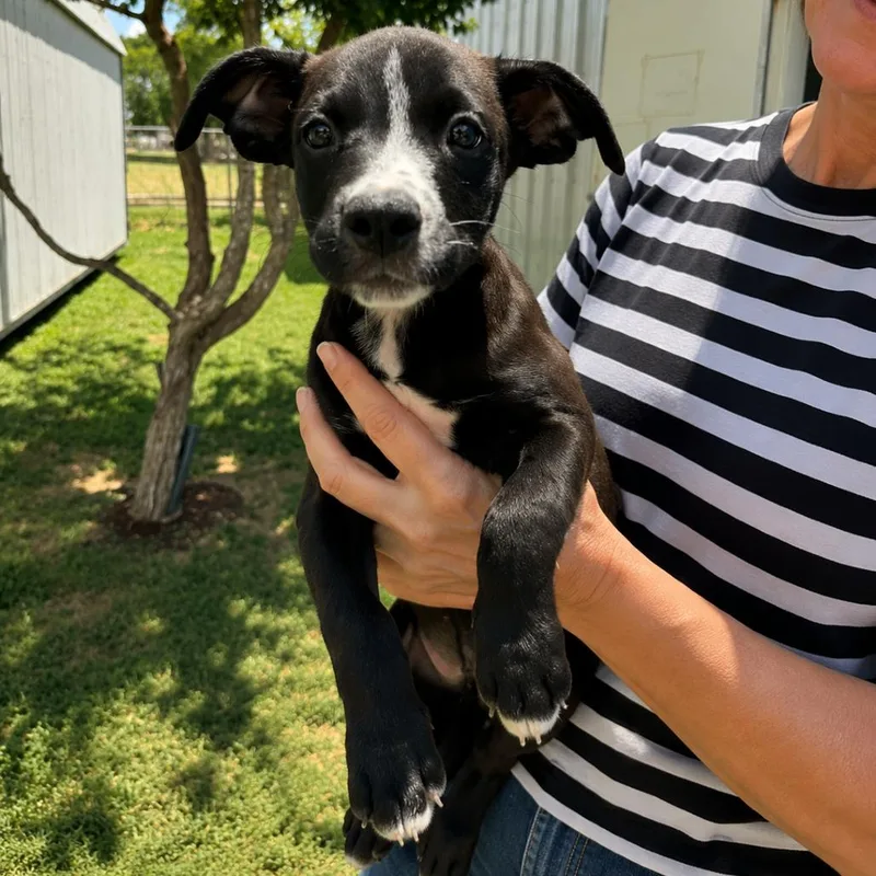 A baby small-sized male Black Anatolian Shepherd dog named Kasey for adoption in Austin, TX