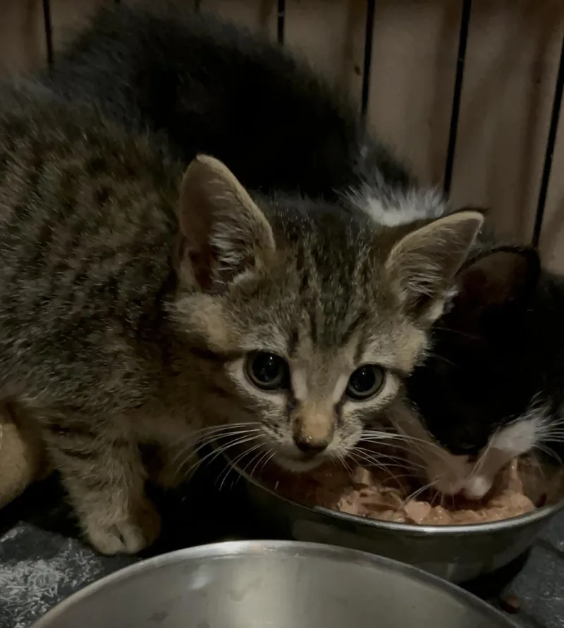 A baby small-sized female Domestic Short Hair cat named Chirp Ne. for adoption in Peoria, IL