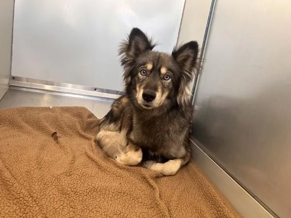 An adult medium-sized female Siberian Husky dog named Mila for adoption in Oceanside, CA