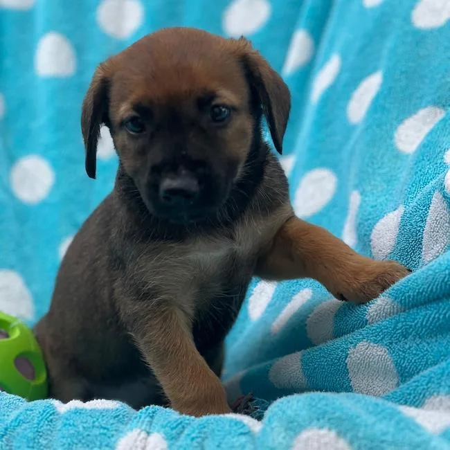 Prada Pup  Anne thumbnail 2