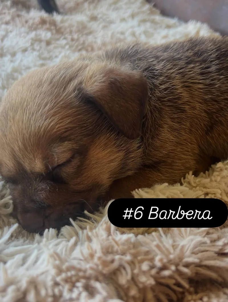 Anne's Vines  Barbera thumbnail 2