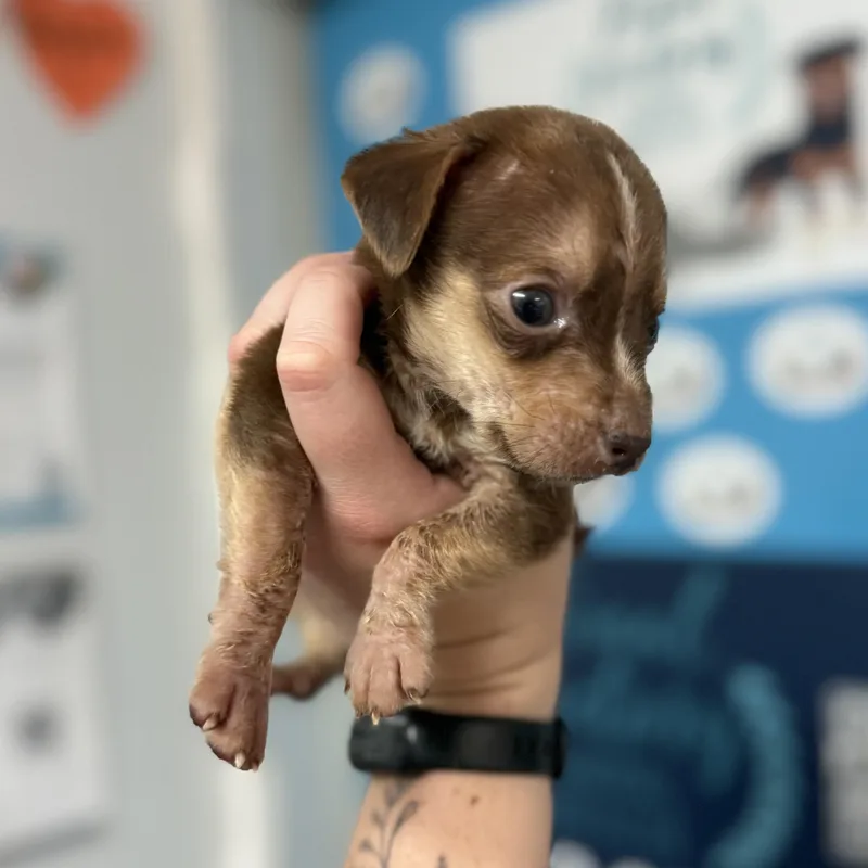 Brown Bear thumbnail 2