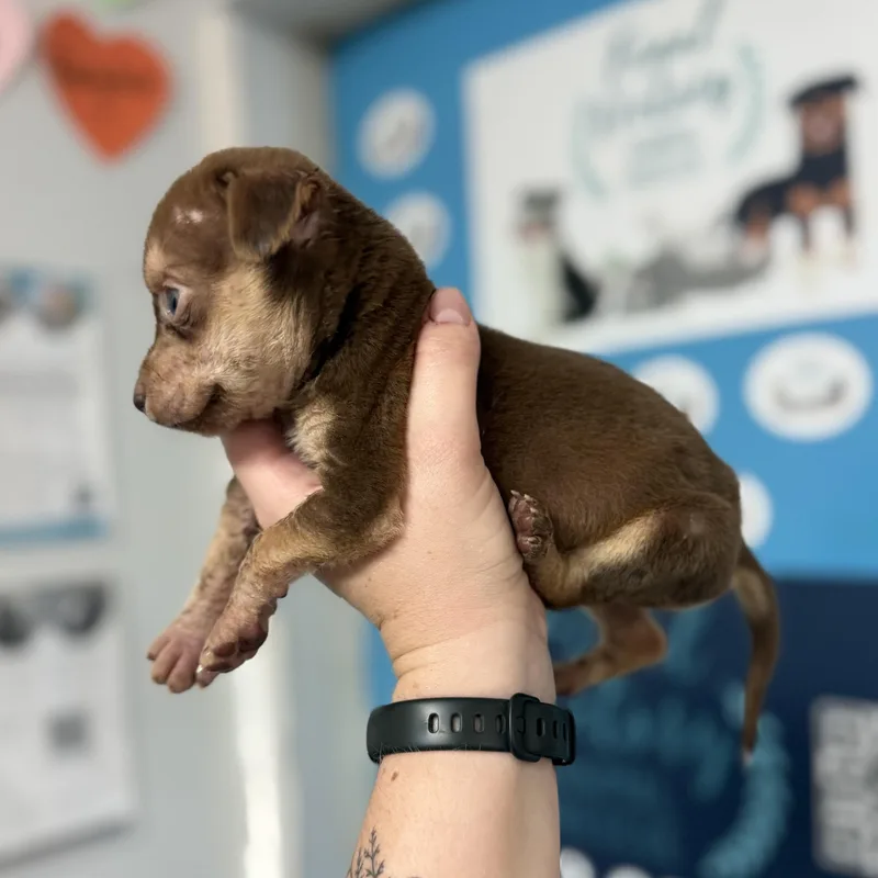 Brown Bear thumbnail 3