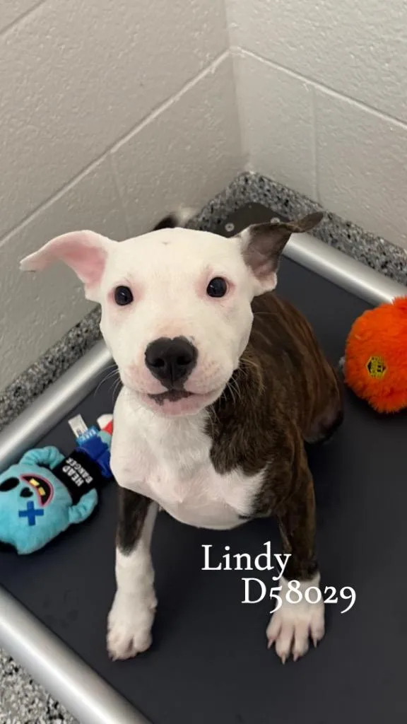 A baby small-sized female Mixed Breed dog named Lindy for adoption in Clarksville, TN