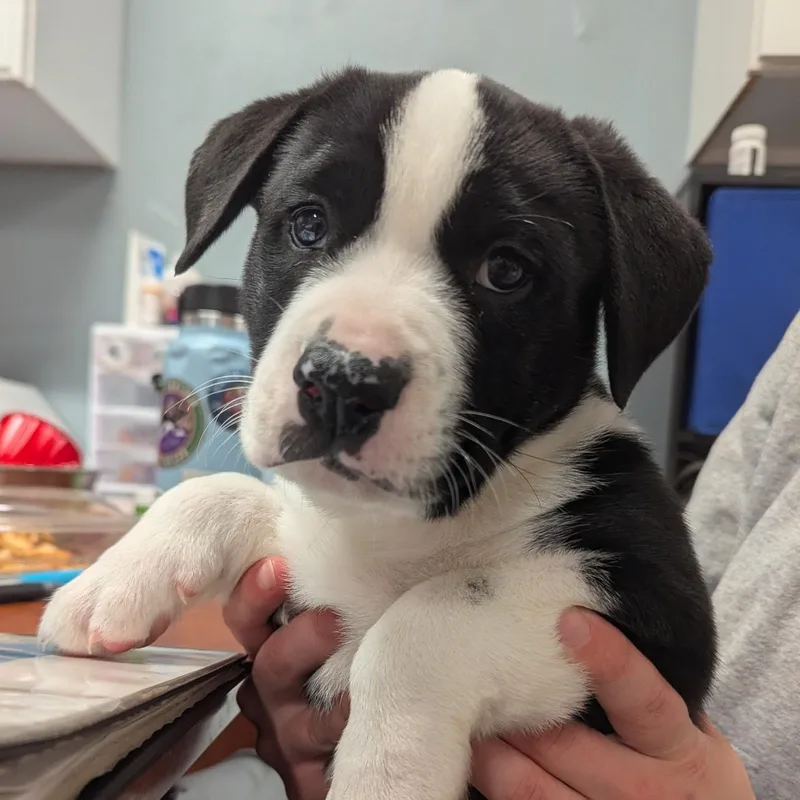 A baby large-sized male Black American Bulldog dog named Chowder for adoption in The Dalles, OR
