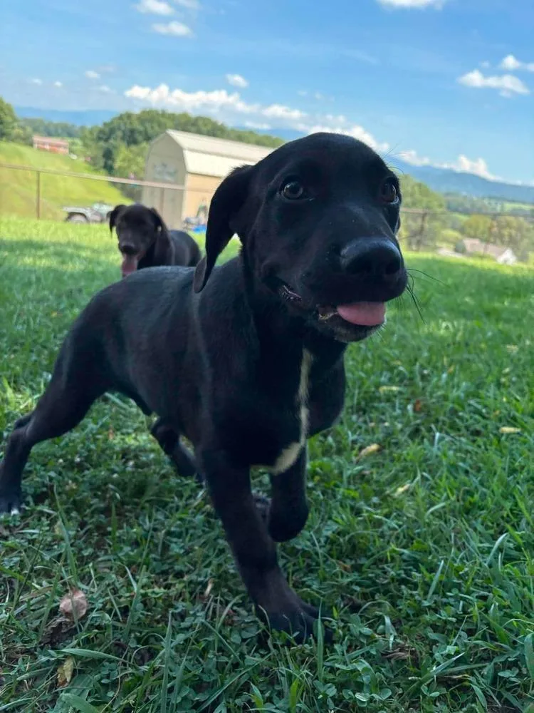 A baby large-sized male Black Labrador Retriever dog named Alladian for adoption in Middletown, CT