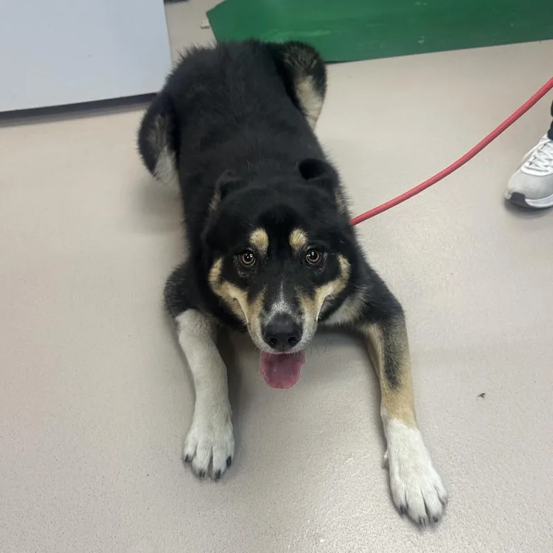 An adult medium-sized male Black Husky dog named Milo for adoption in Newark, NJ