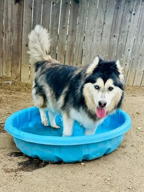 A young large-sized female Gray / Blue / Silver Husky dog named Nova for adoption in Phoenix, OR