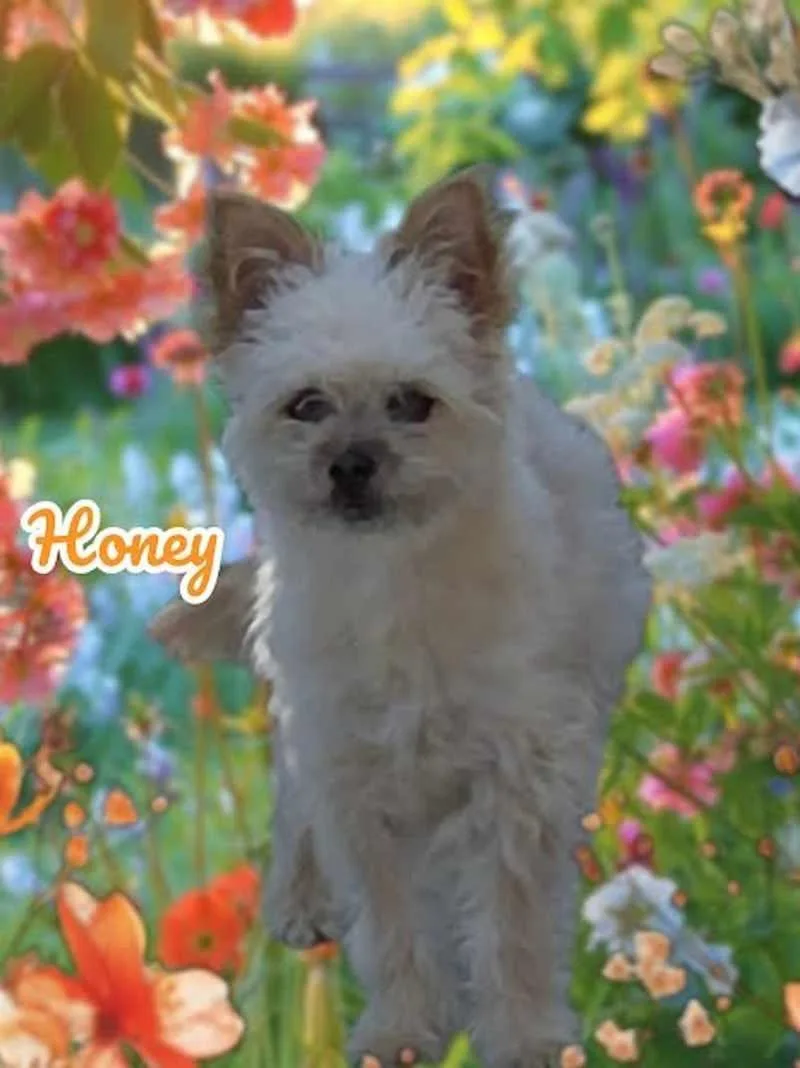 Honey