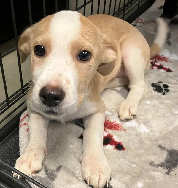 A baby small-sized female Mixed Breed dog named Madison for adoption in Staten Island, NY