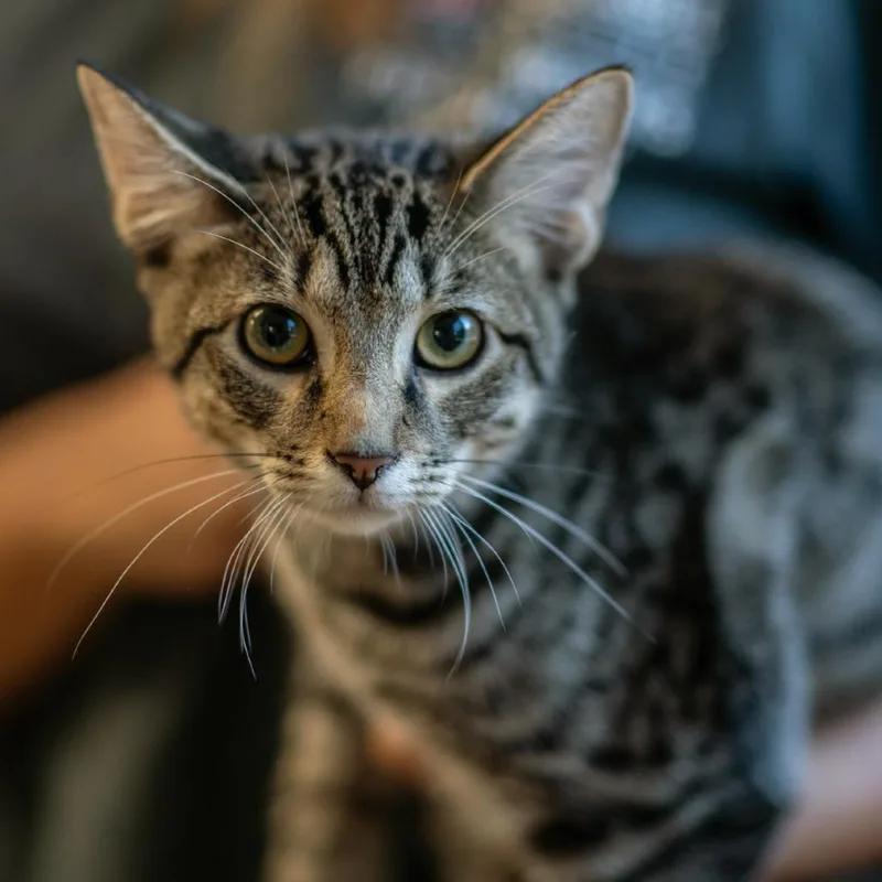 A young medium-sized male Domestic Short Hair cat named Echo for adoption in Bartlett, TN