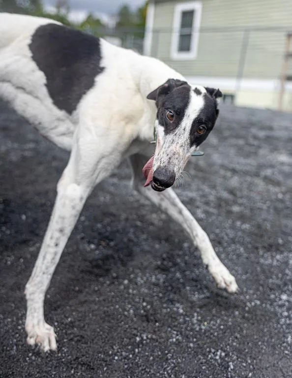 A young large-sized male Greyhound dog named Lionel for adoption in Augusta, ME