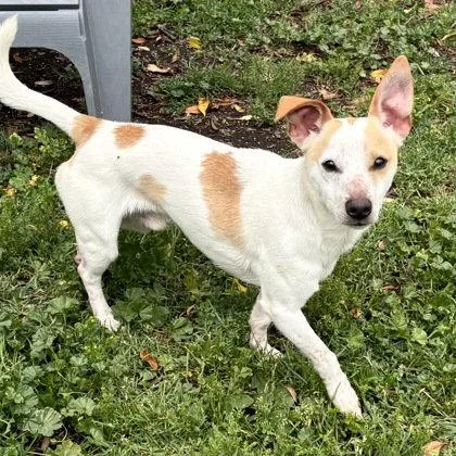 A young small-sized male Cardigan Welsh Corgi dog named Farley for adoption in Oakland, CA