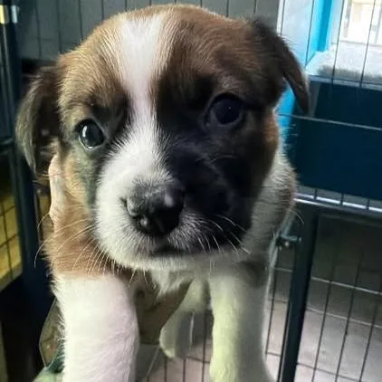 A baby small-sized female Brown / Chocolate Mixed Breed dog named Parrish for adoption in Fredericksburg, VA