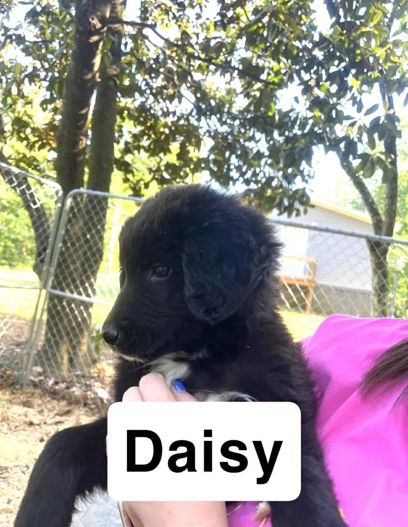 Daisy Eb In Ms thumbnail 2