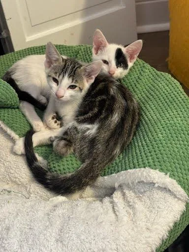 A baby medium-sized male Black & White / Tuxedo Domestic Short Hair cat named Rover for adoption in Metairie, LA