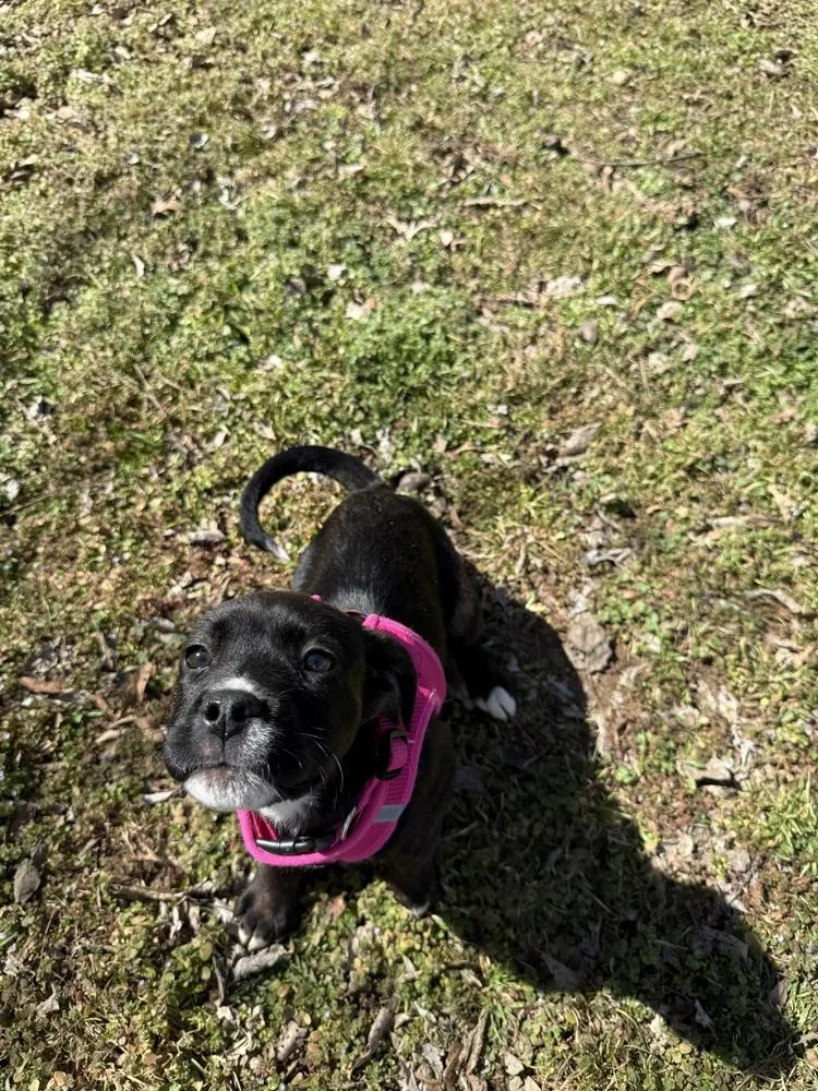 A baby medium-sized female Tricolor (Brown, Black, & White) Labrador Retriever dog named Penelope for adoption in Oklahoma City, OK