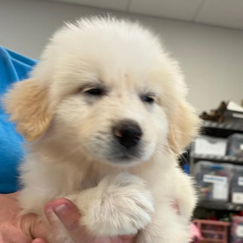 A baby small-sized female White / Cream Great Pyrenees dog named Storm for adoption in Greensboro, GA