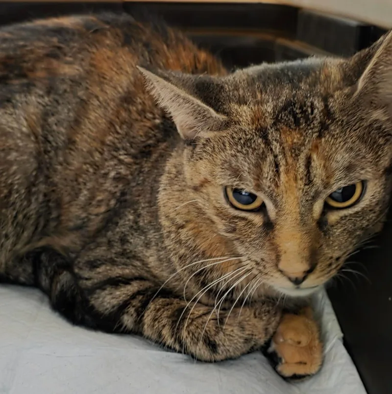A young medium-sized female Domestic Short Hair cat named Gladys for adoption in Ewing, NJ