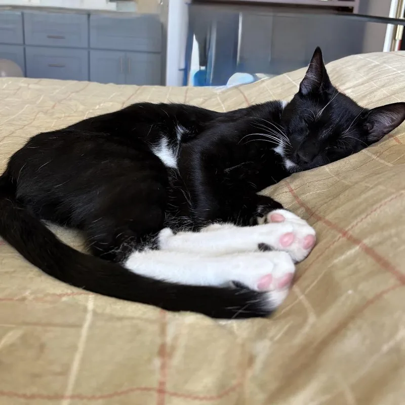 A young medium-sized male Black Domestic Short Hair cat named Oreo Chino Hills for adoption in Chino Hills, CA