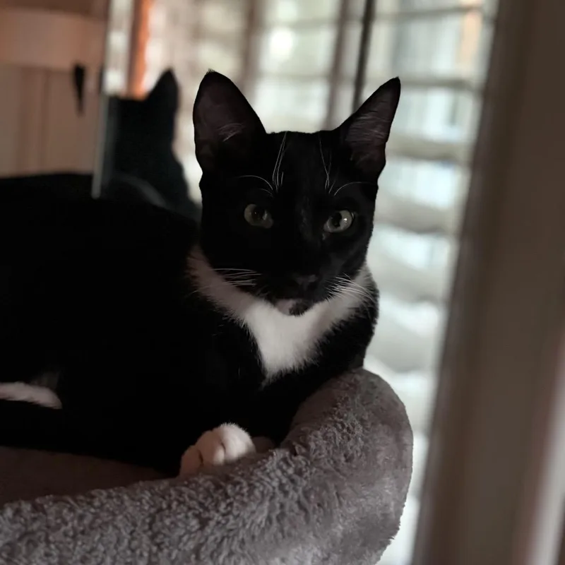 Oreo  Chino Hills thumbnail 4