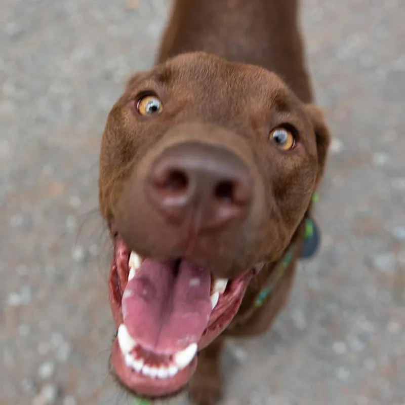 Moose Aka Alex thumbnail 3