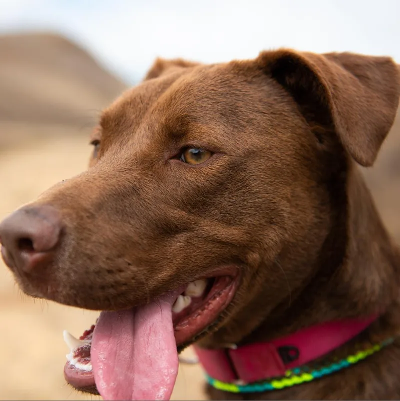 Moose Aka Alex thumbnail 5