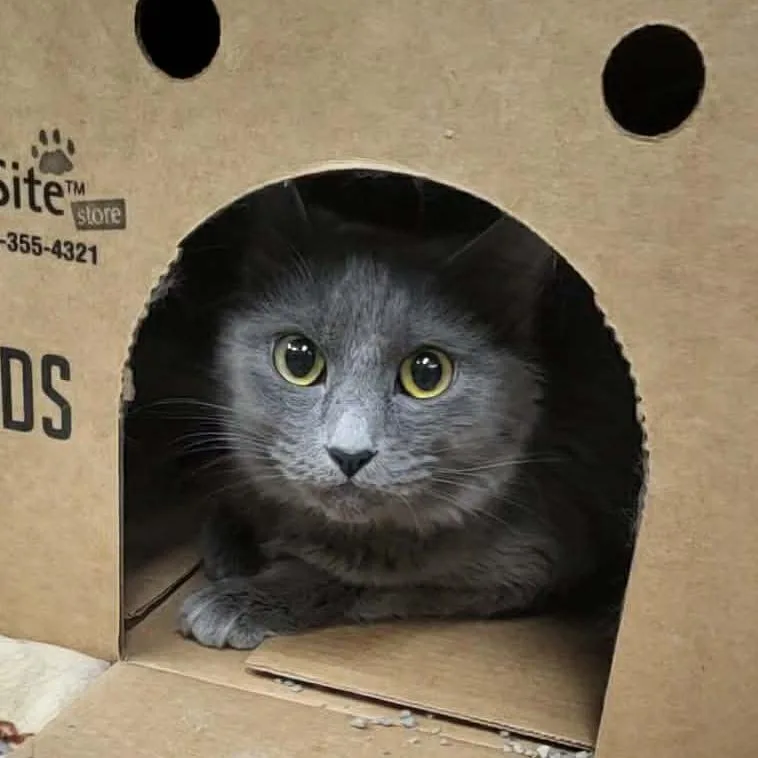 An adult medium-sized female Gray / Blue / Silver Domestic Long Hair cat named Cinder for adoption in Belleville, IL