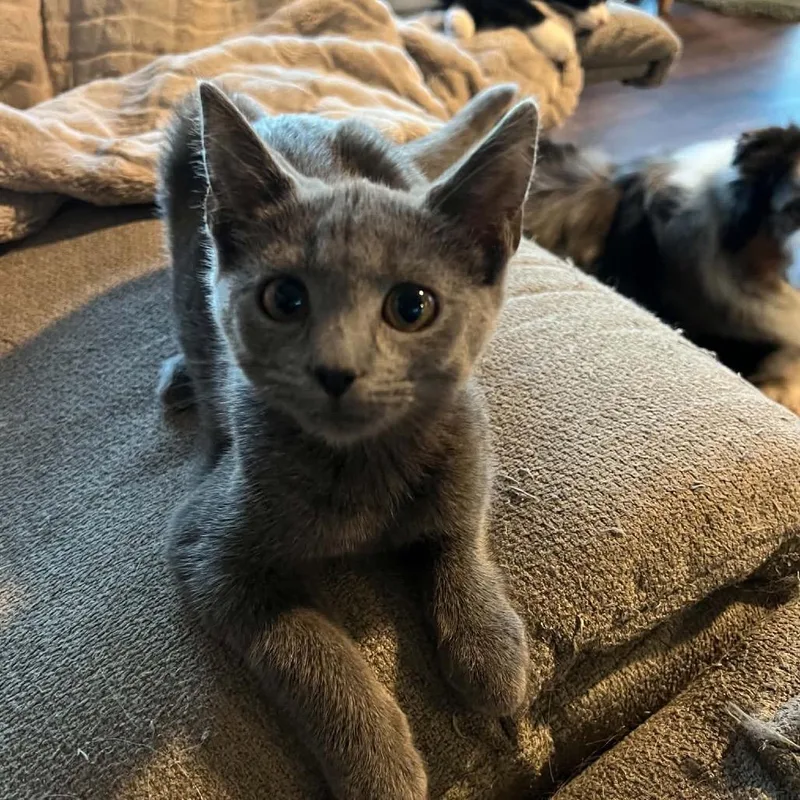 A baby small-sized female Gray / Blue / Silver Domestic Short Hair cat named Spring for adoption in Waynesboro, PA