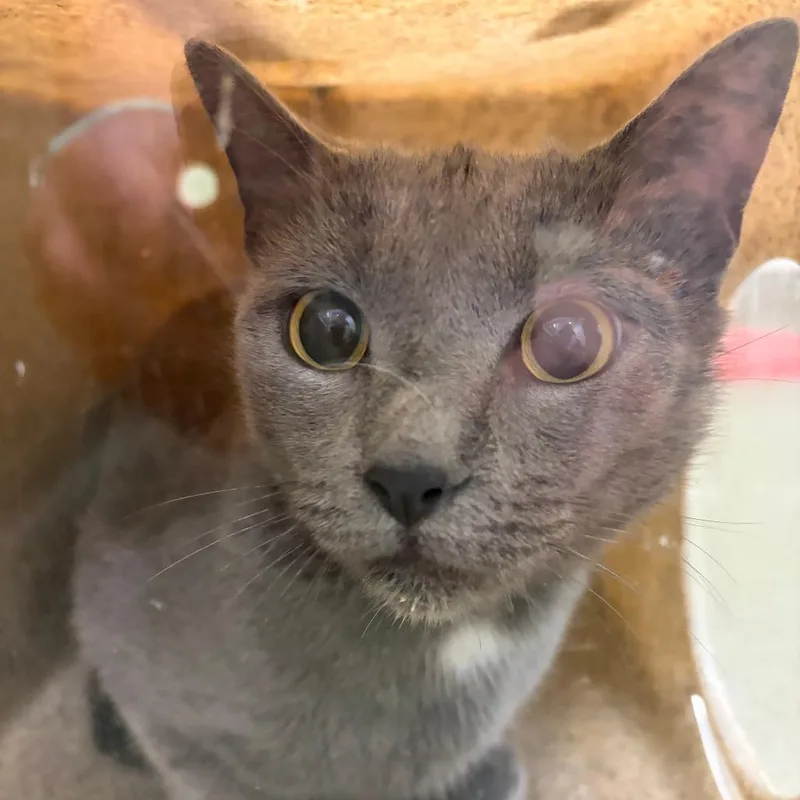 An adult medium-sized female Gray / Blue / Silver Domestic Short Hair cat named 71117 for adoption in Harrisonburg, VA