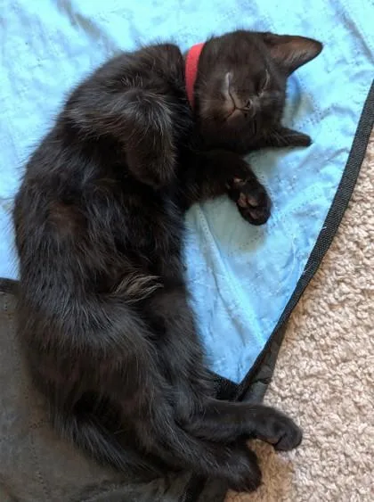 A baby small-sized male Domestic Short Hair cat named Sledgie for adoption in Quakertown, PA