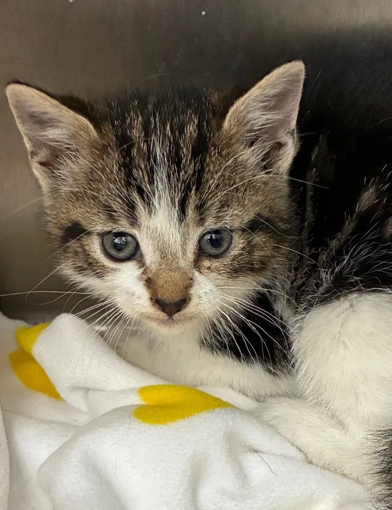 A baby small-sized female Domestic Short Hair cat named Pixel for adoption in Hartsville, SC