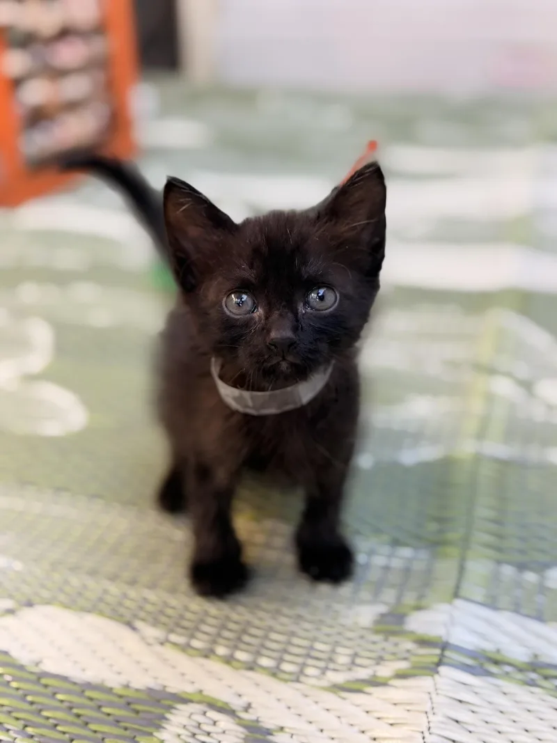 A baby medium-sized female Black Domestic Short Hair cat named Kiki for adoption in Los Angeles, CA