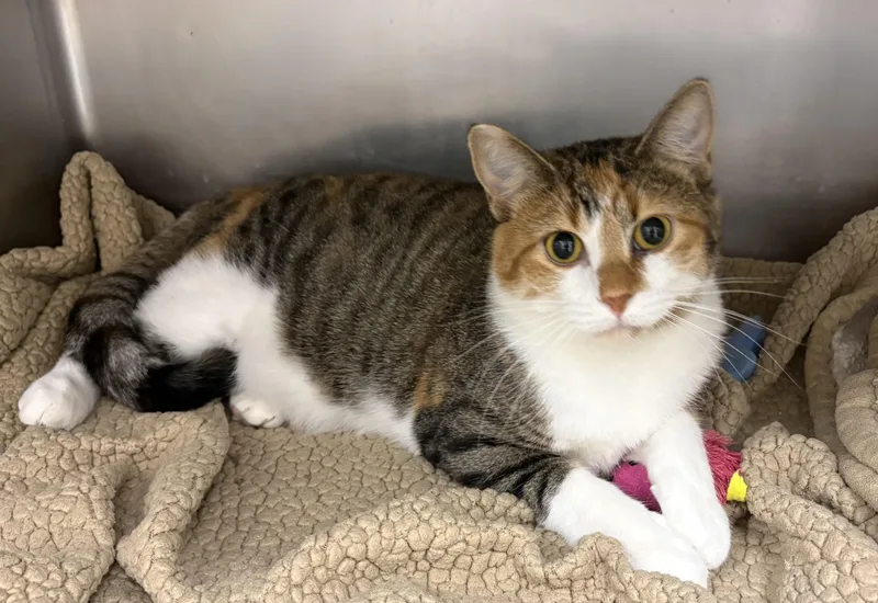 An adult large-sized female Calico Domestic Short Hair cat named Effie for adoption in Geneseo, IL