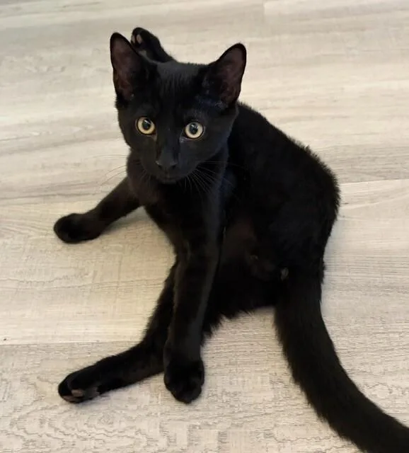 A baby medium-sized male Black Domestic Short Hair cat named Franklin "Mouse" Finbar for adoption in Elmsford, NY