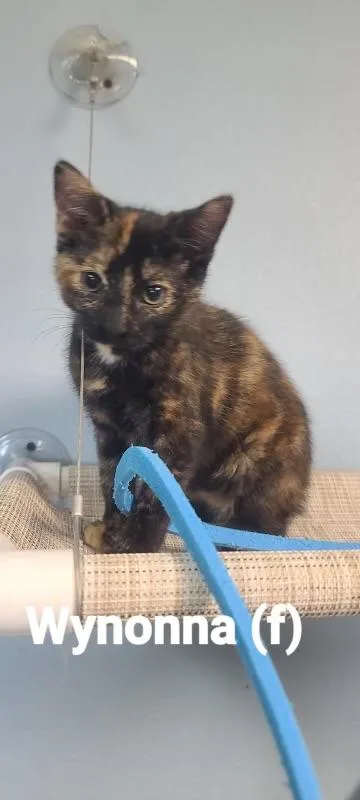 A young small-sized female Domestic Short Hair cat named Wynona for adoption in Beatrice, NE