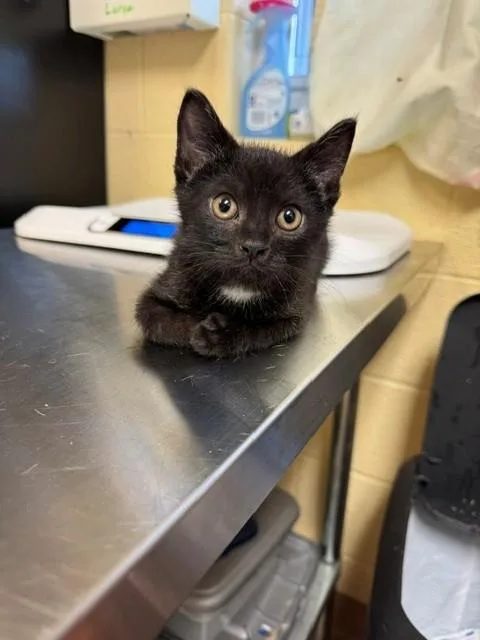 A baby medium-sized male Domestic Short Hair cat named Neptune for adoption in Cookeville, TN