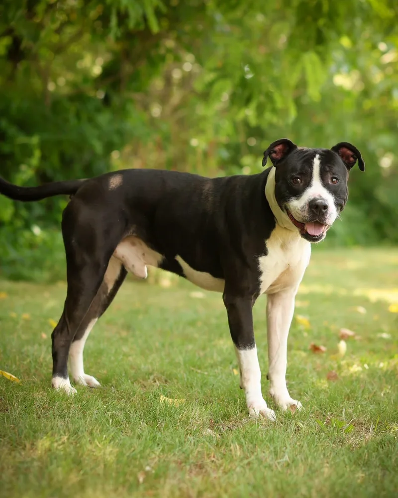 A young large-sized male Black Pit Bull Terrier dog named Mick Wagger for adoption in Bridgeport, CT