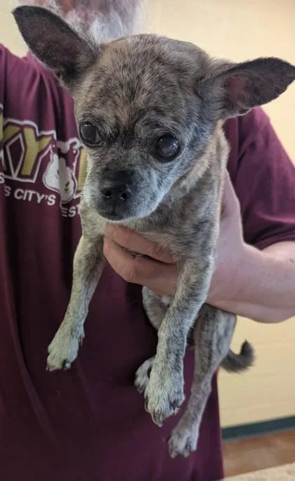 A senior small-sized male Terrier dog named Larry for adoption in Independence, MO