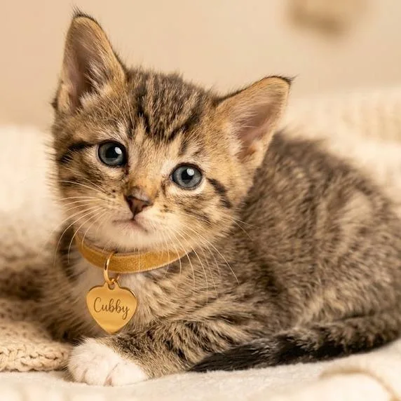 A baby small-sized male Brown / Chocolate Domestic Short Hair cat named Cubby for adoption in Hannibal, MO