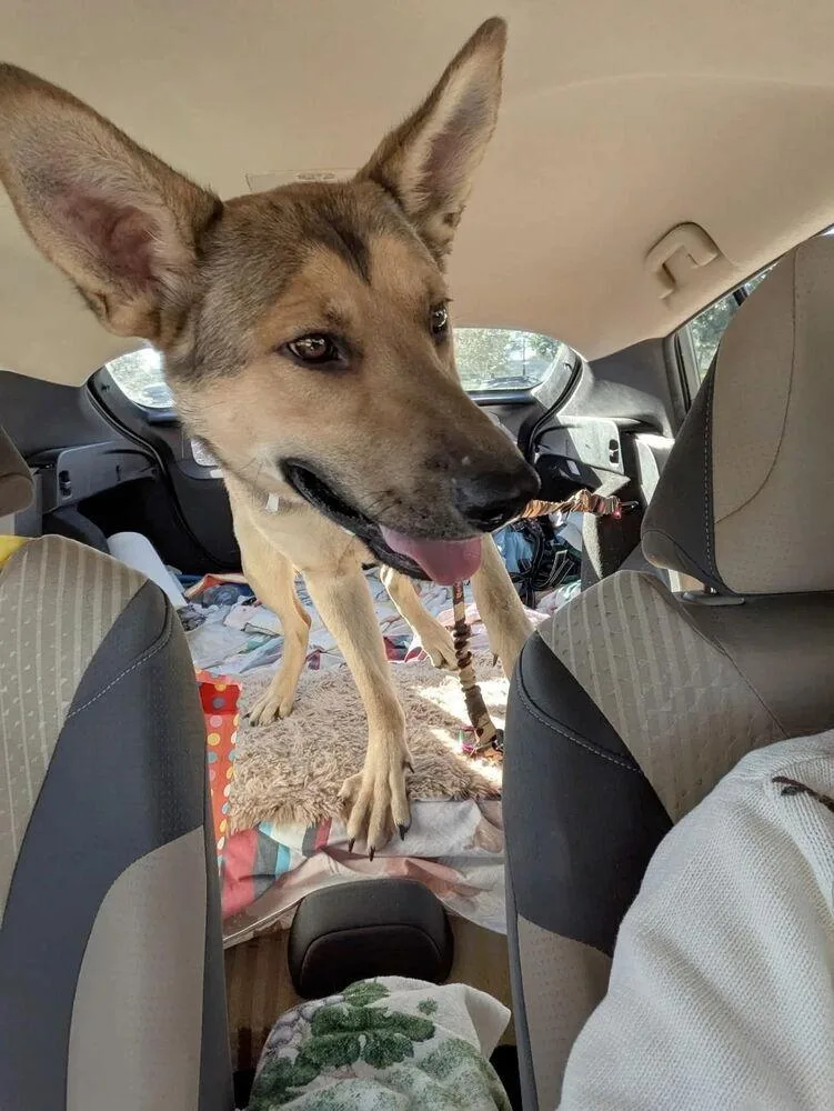 An adult large-sized female German Shepherd Dog dog named Mimi for adoption in Wildomar, CA