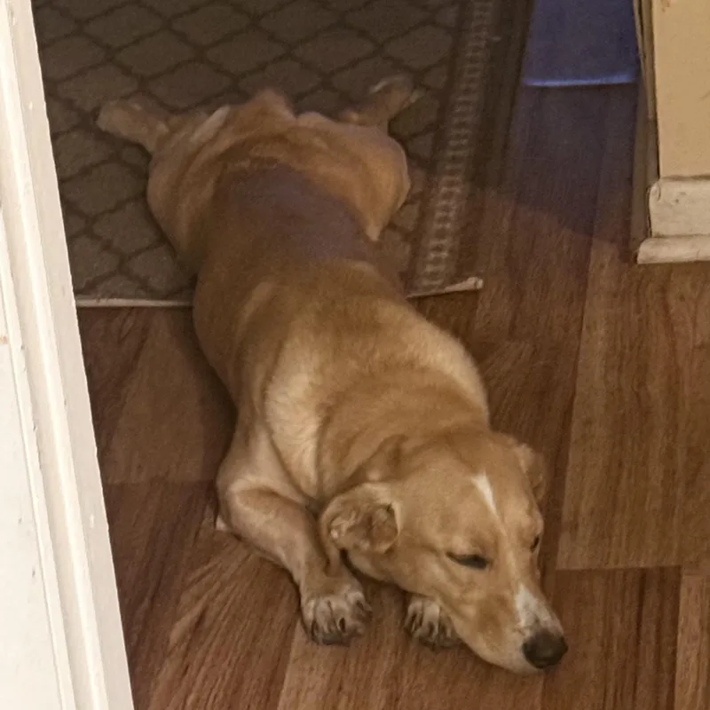 A young small-sized female Golden Retriever dog named Daisy Mae for adoption in Mobile , AL