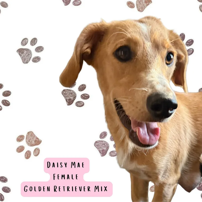 Daisy Mae thumbnail 2