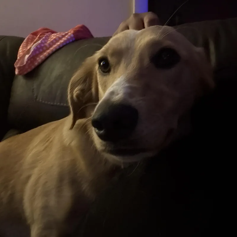 Daisy Mae thumbnail 6