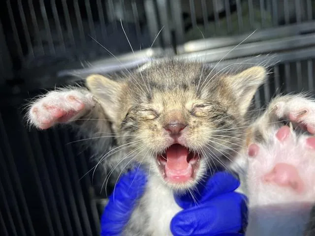 A baby small-sized female Domestic Short Hair cat named July for adoption in Dallas, TX