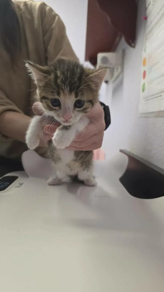 A baby small-sized female Domestic Short Hair cat named Poppy for adoption in New Braunfels, TX