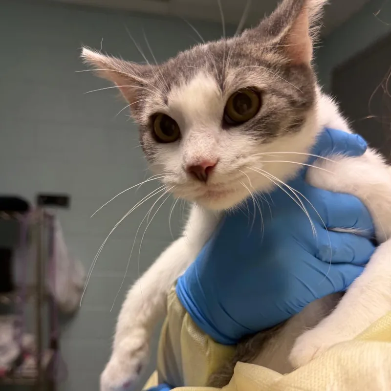 A baby small-sized male Gray / Blue / Silver Domestic Short Hair cat named Reese for adoption in Fredericksburg, VA