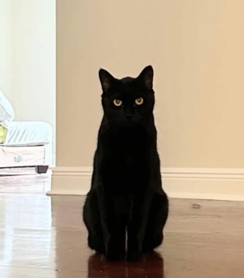 Frank Declawed thumbnail 2