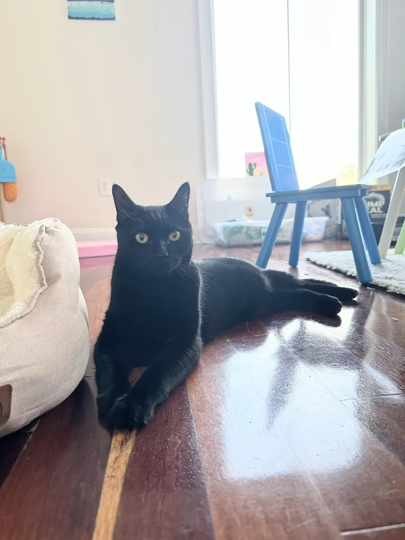 Frank Declawed thumbnail 3